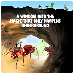 Dan&Darci Interactive Observation of ants for curious learners.