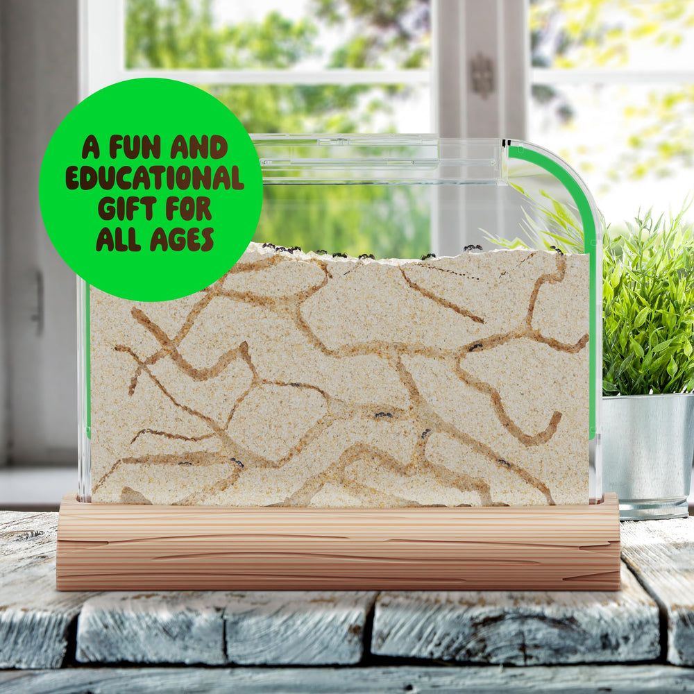 Dan&Darci Learning Guide opens deeper insights into ant behavior.