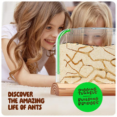Dan&Darci Sand Habitat close-up showing tunnels and observation.