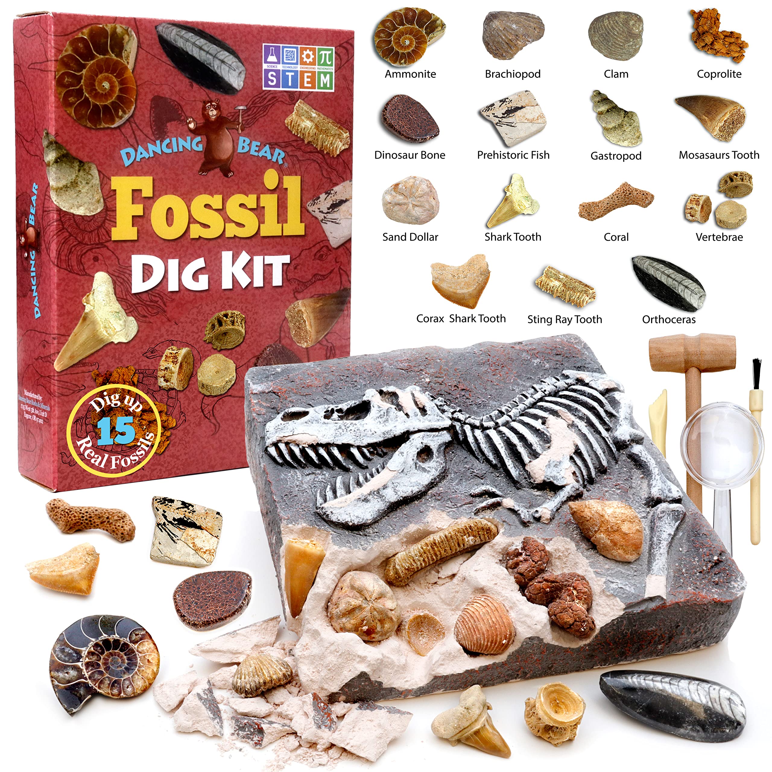 DANCING BEAR at-home paleontology lab setup sparks imaginative play.