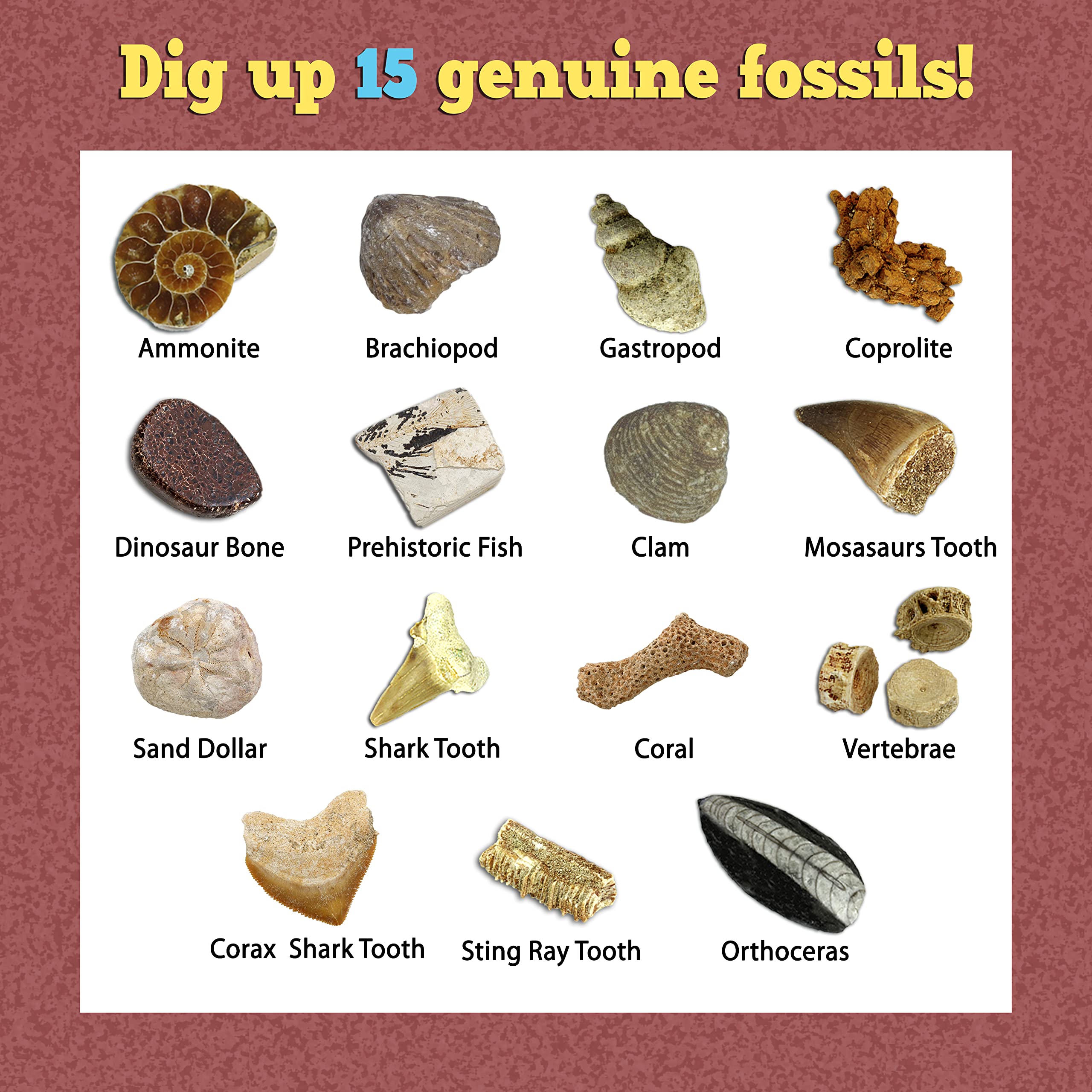 DANCING BEAR dinosaur fossil collection display supports observation skills.