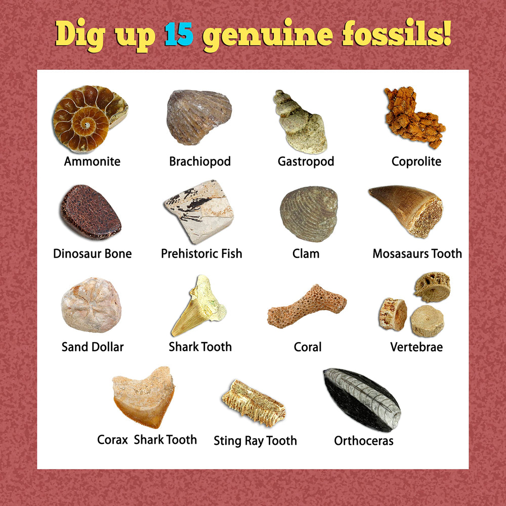 DANCING BEAR dinosaur fossil collection display supports observation skills.