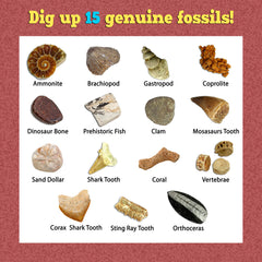 DANCING BEAR dinosaur fossil collection display supports observation skills.