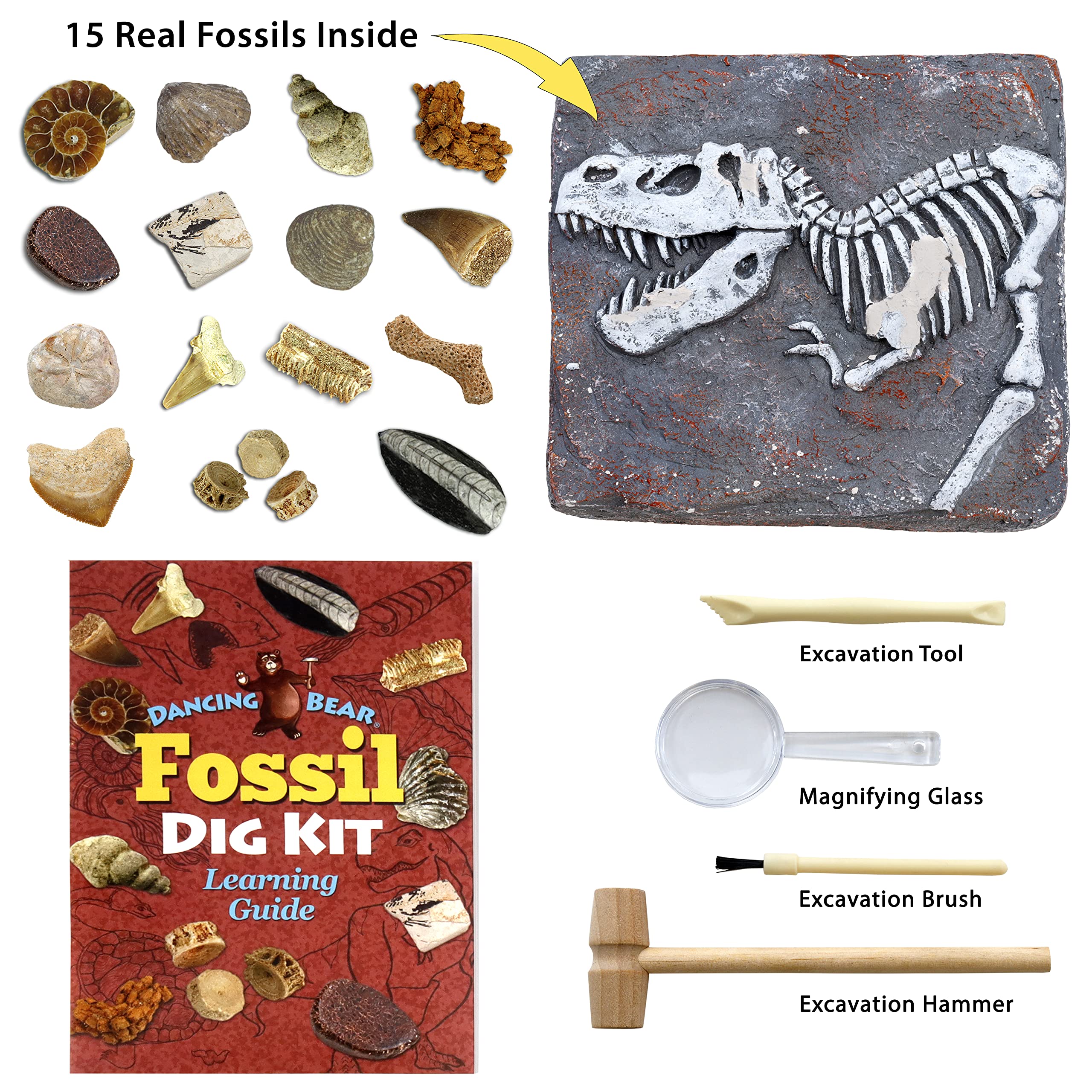 DANCING BEAR excavation tools ready for kids to uncover ancient fossils.