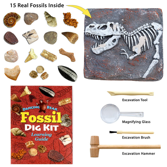 DANCING BEAR excavation tools ready for kids to uncover ancient fossils.