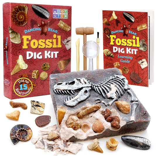DANCING BEAR Fossil Dig Kit contents laid out for hands-on learning at home.