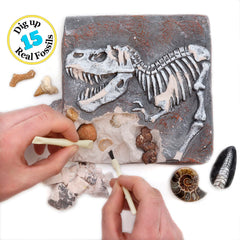 DANCING BEAR reusable storage case keeps fossils organized for future sessions.