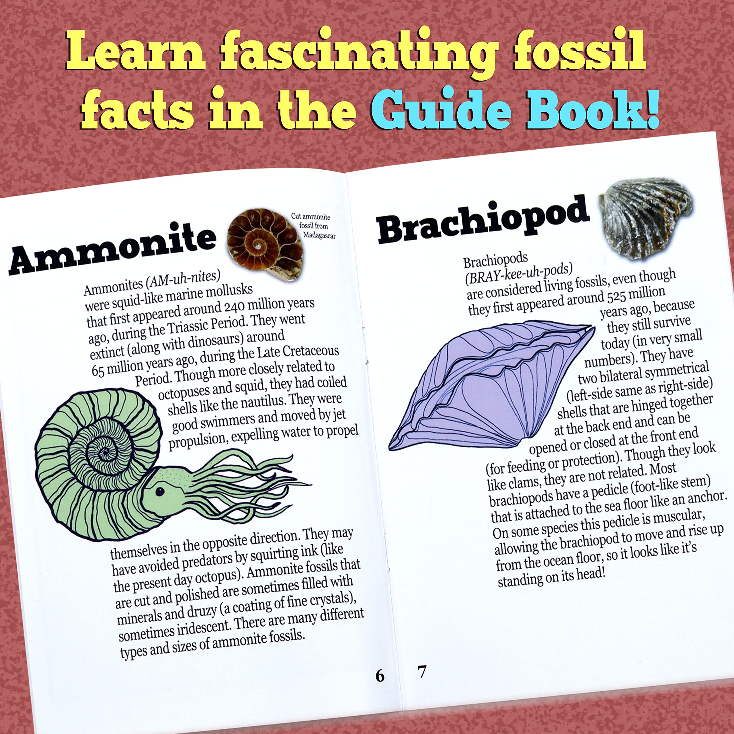 DANCING BEAR shark teeth fossils invite tactile, curiosity-driven discovery.