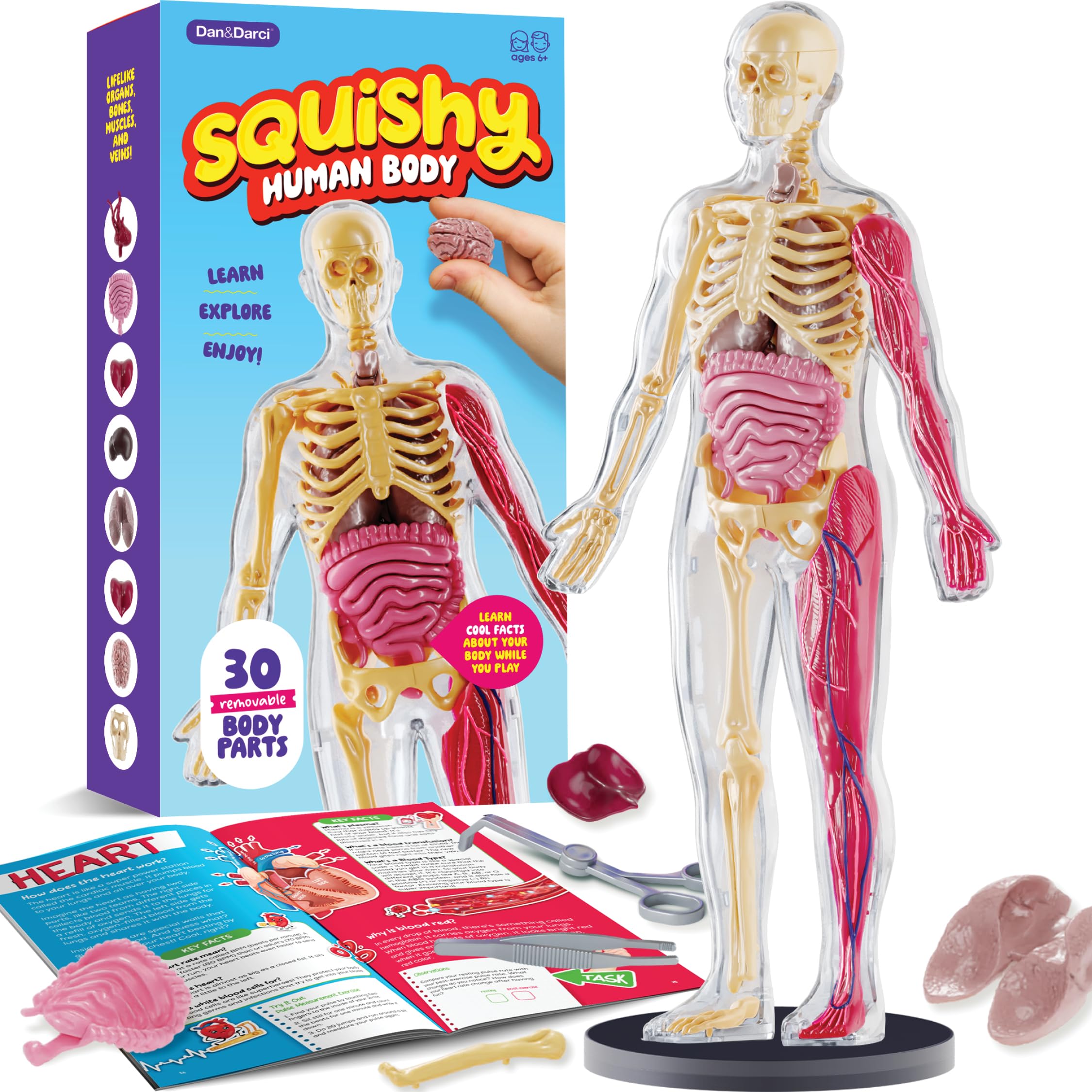Dan&Darci brain removable squishy model for hands-on anatomy exploration.
