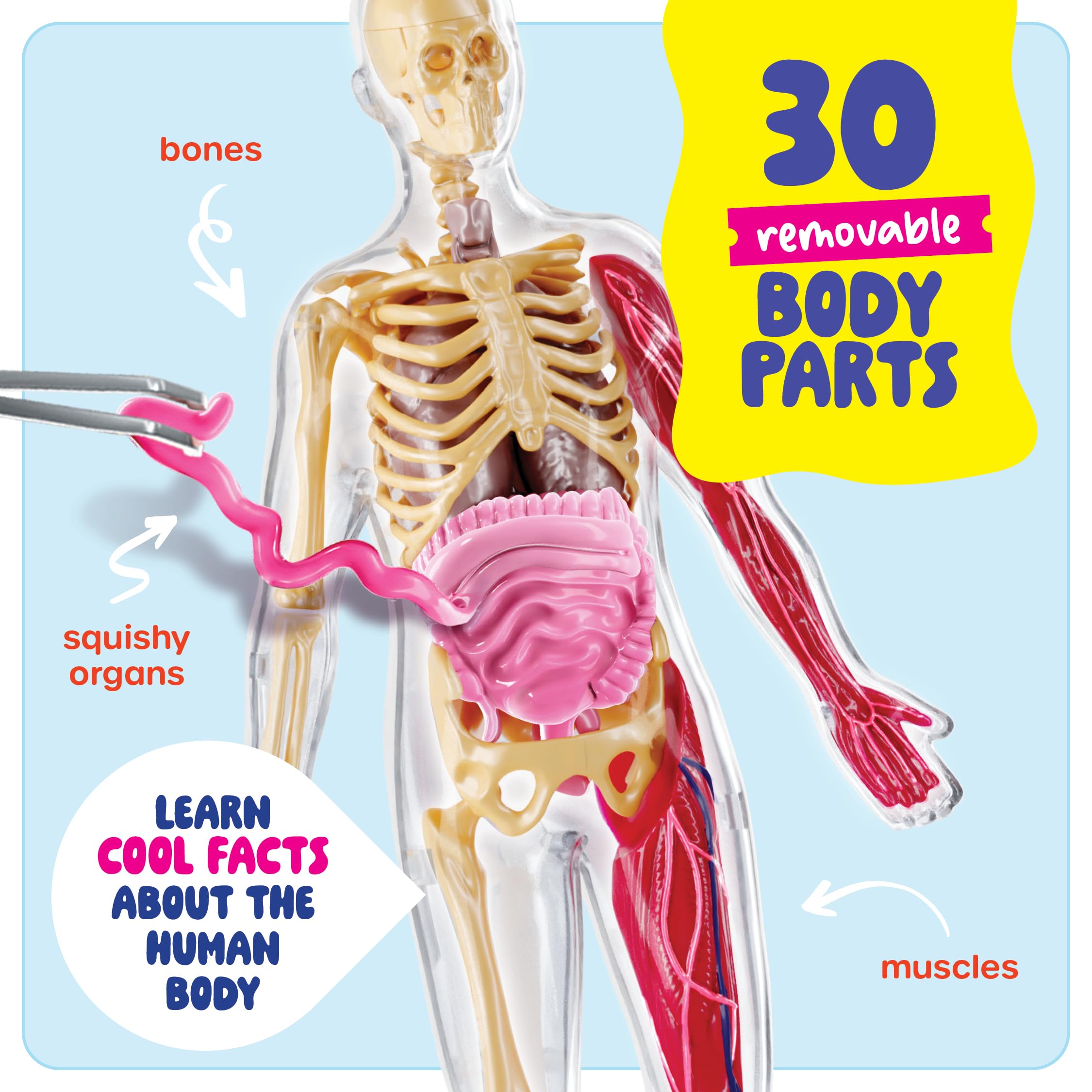 Dan&Darci heart removable squishy model ideal for interactive learning.