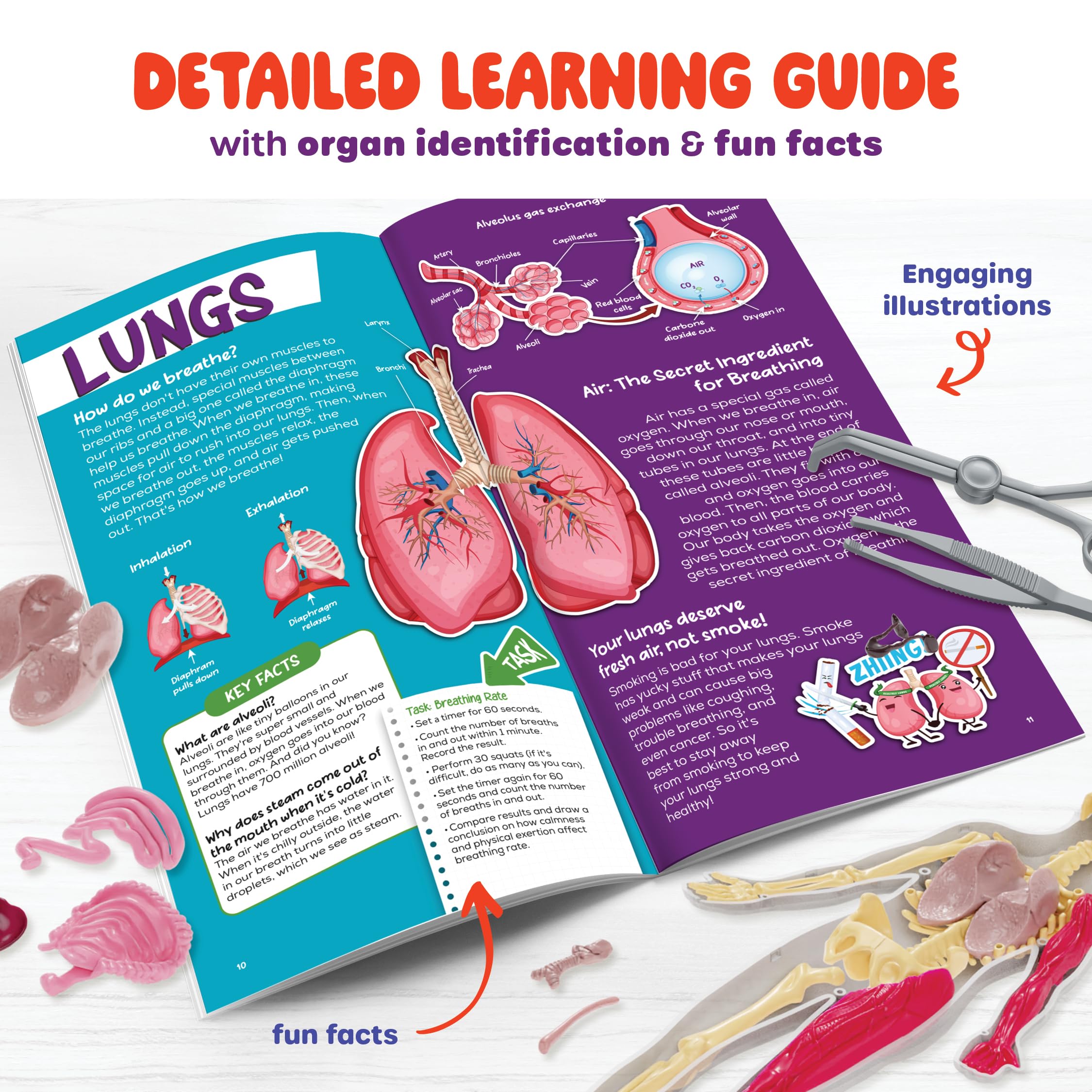 Dan&Darci humerus and femur removable squishy bones for placement activities.
