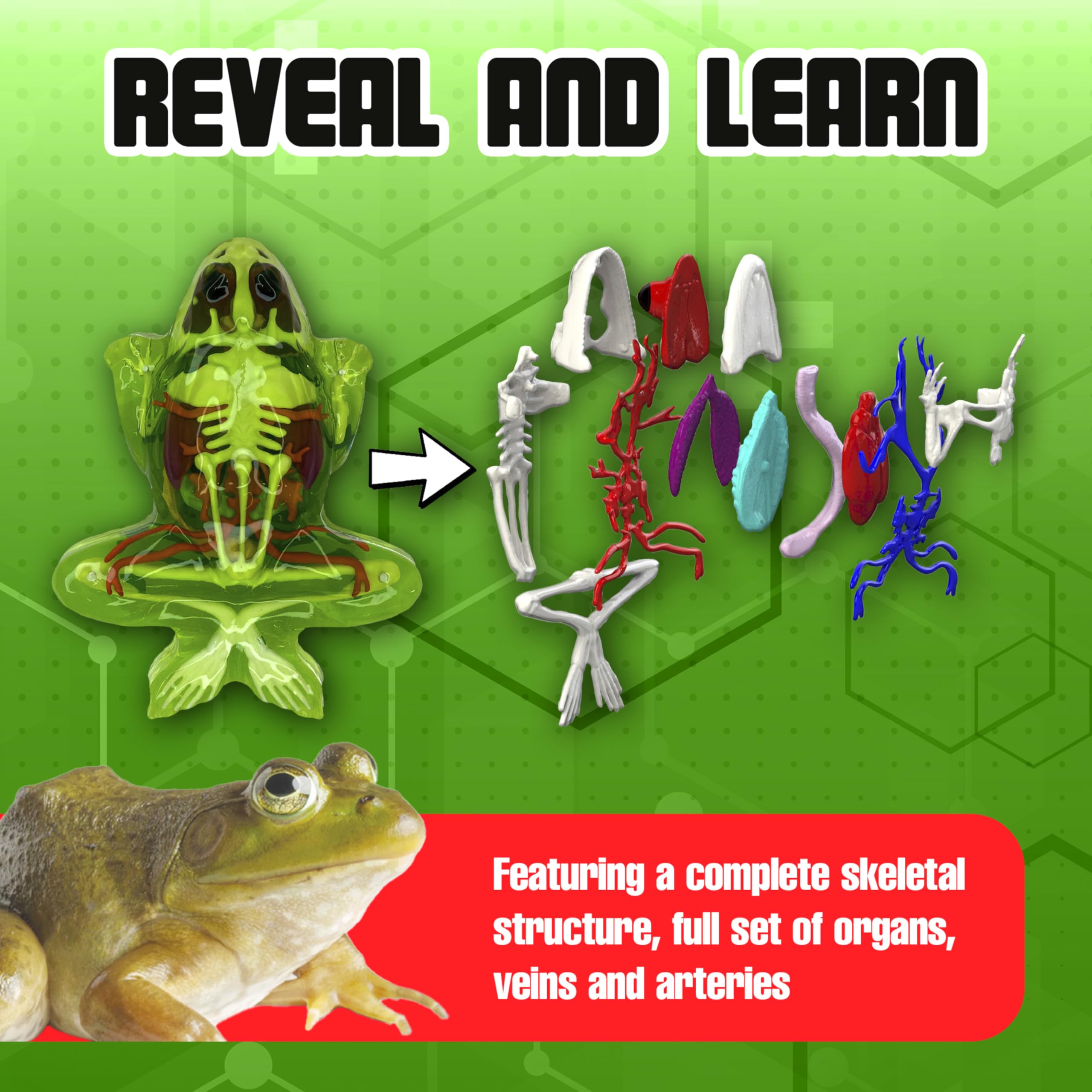 Dissect-It all child-safe, odor-free materials with no sharp edges