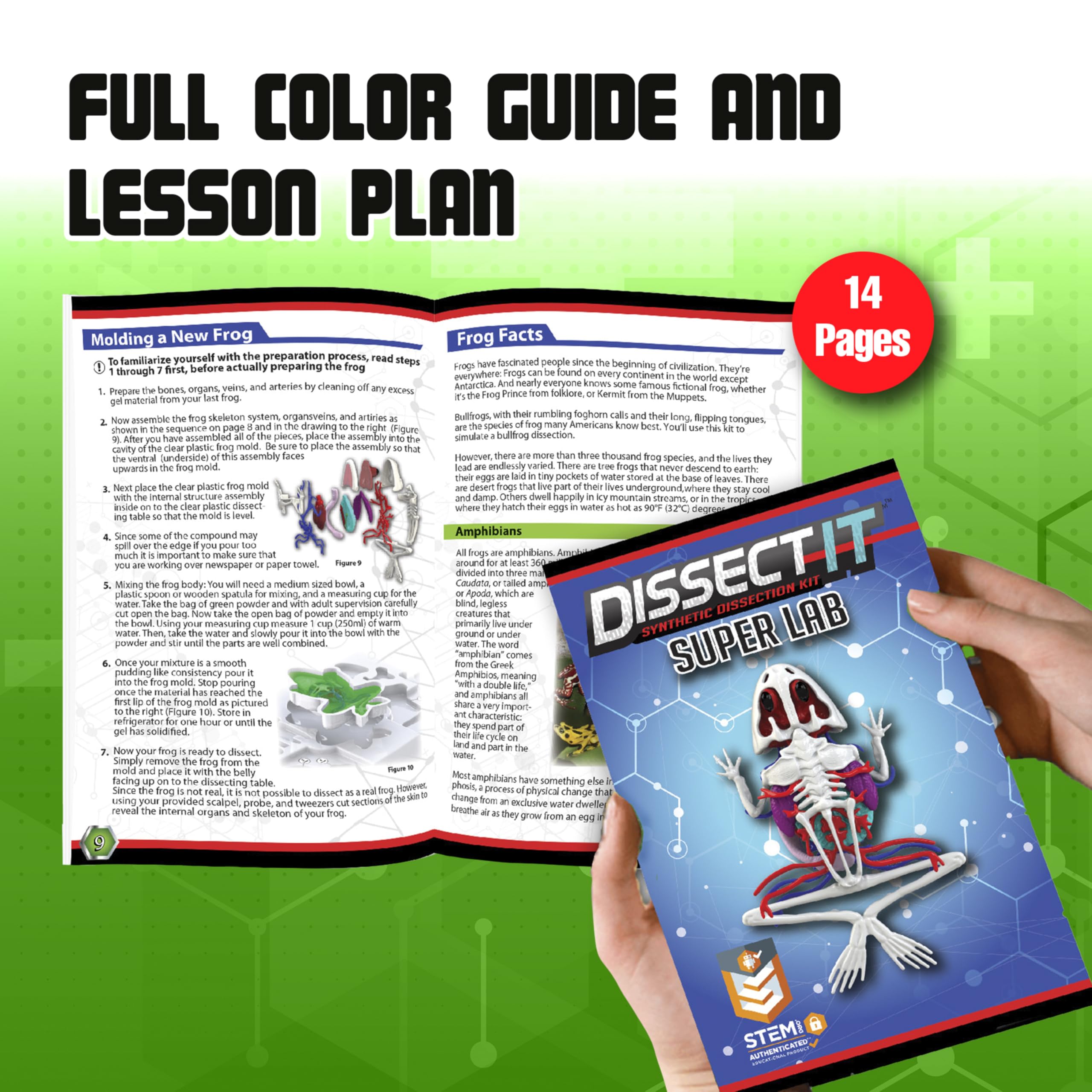 Dissect-It frog model showing visible veins and arteries for vascular anatomy