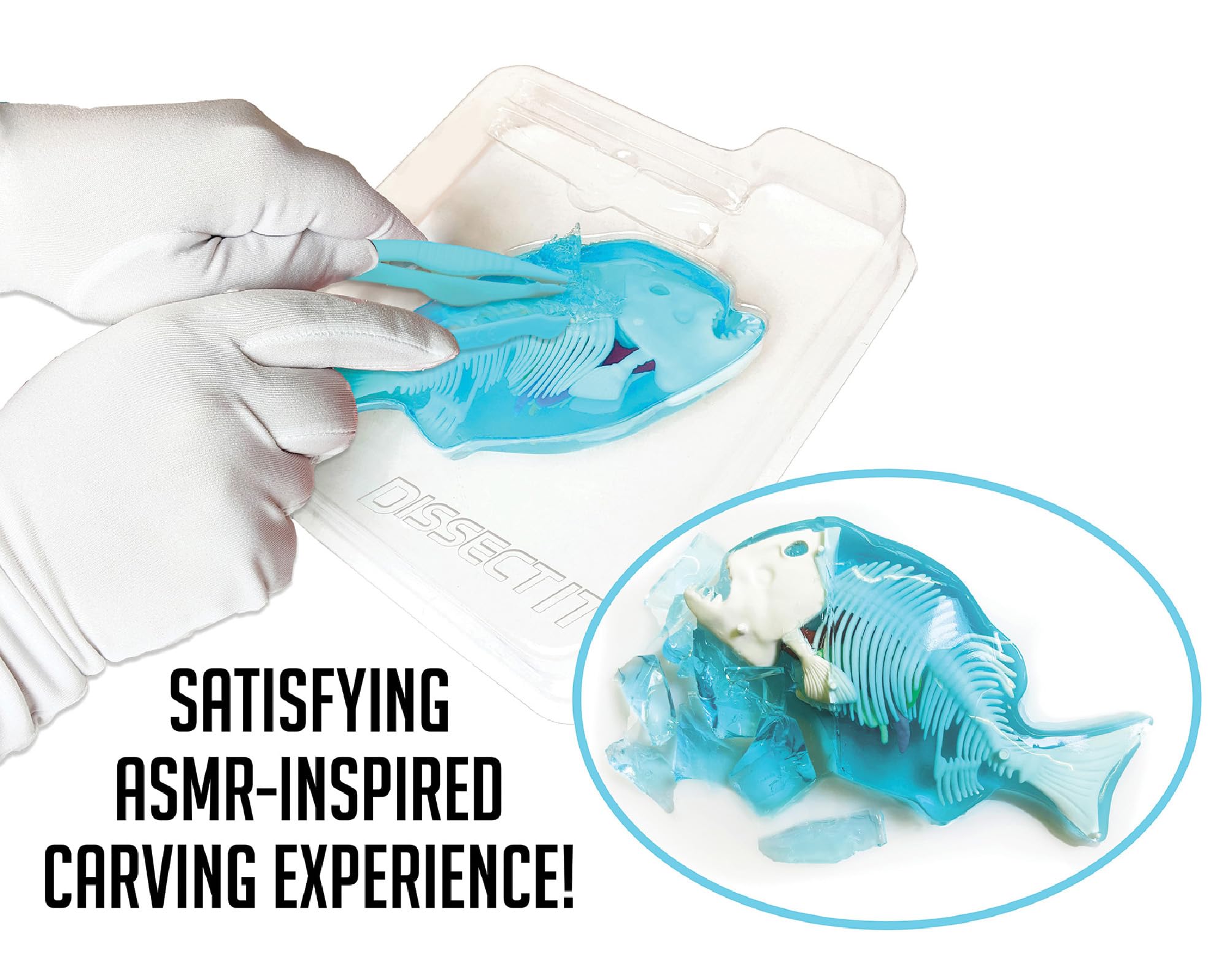 Dissect-It Piranha odor-free dissection setup in a home learning space