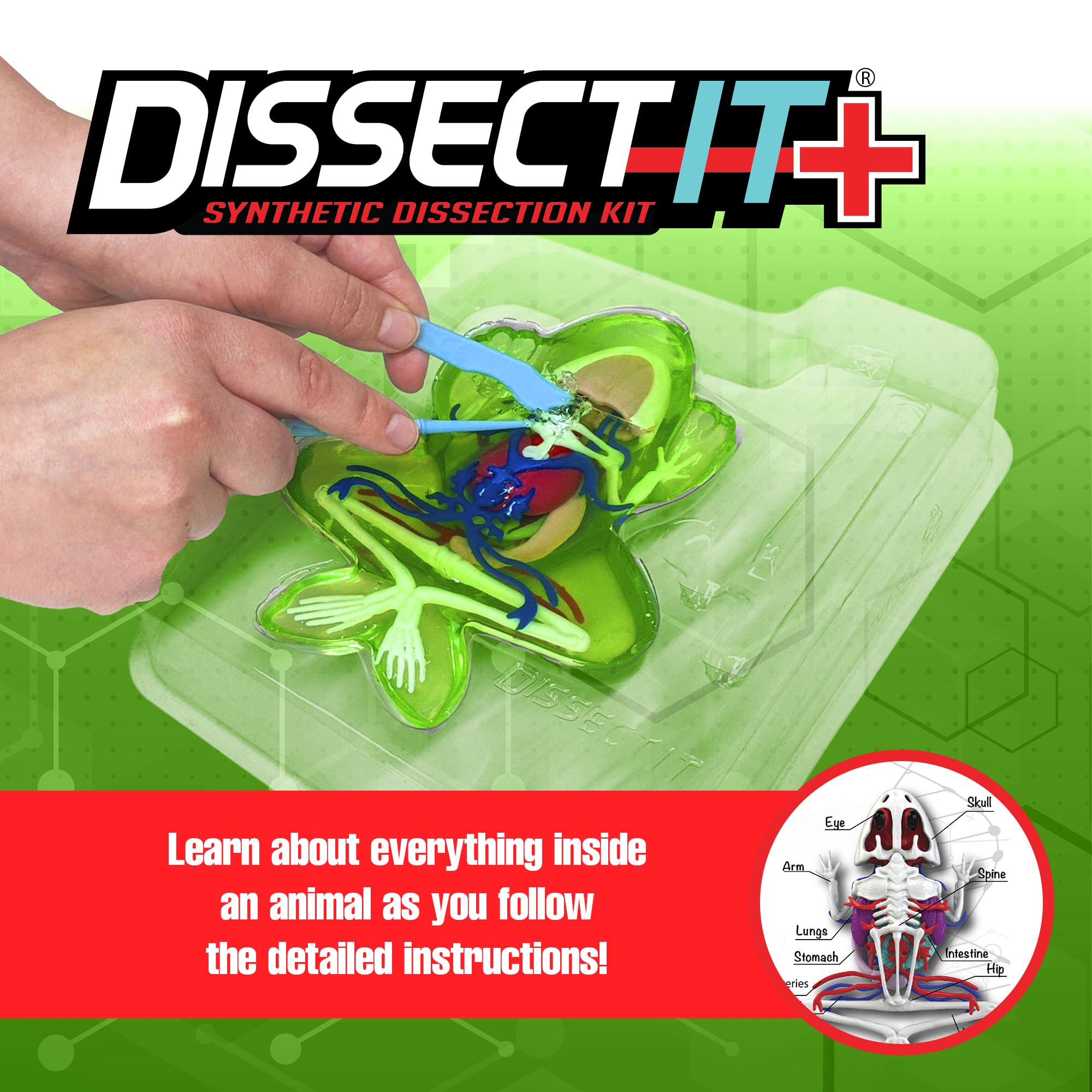 Dissect-It Plus Frog organs layout highlighting internal systems