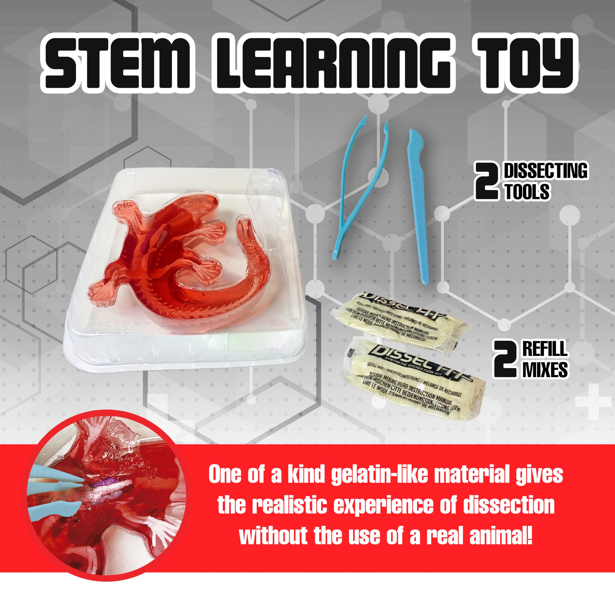 Dissect-It Salamander anatomy parts spread with skeleton and organs for guided learning