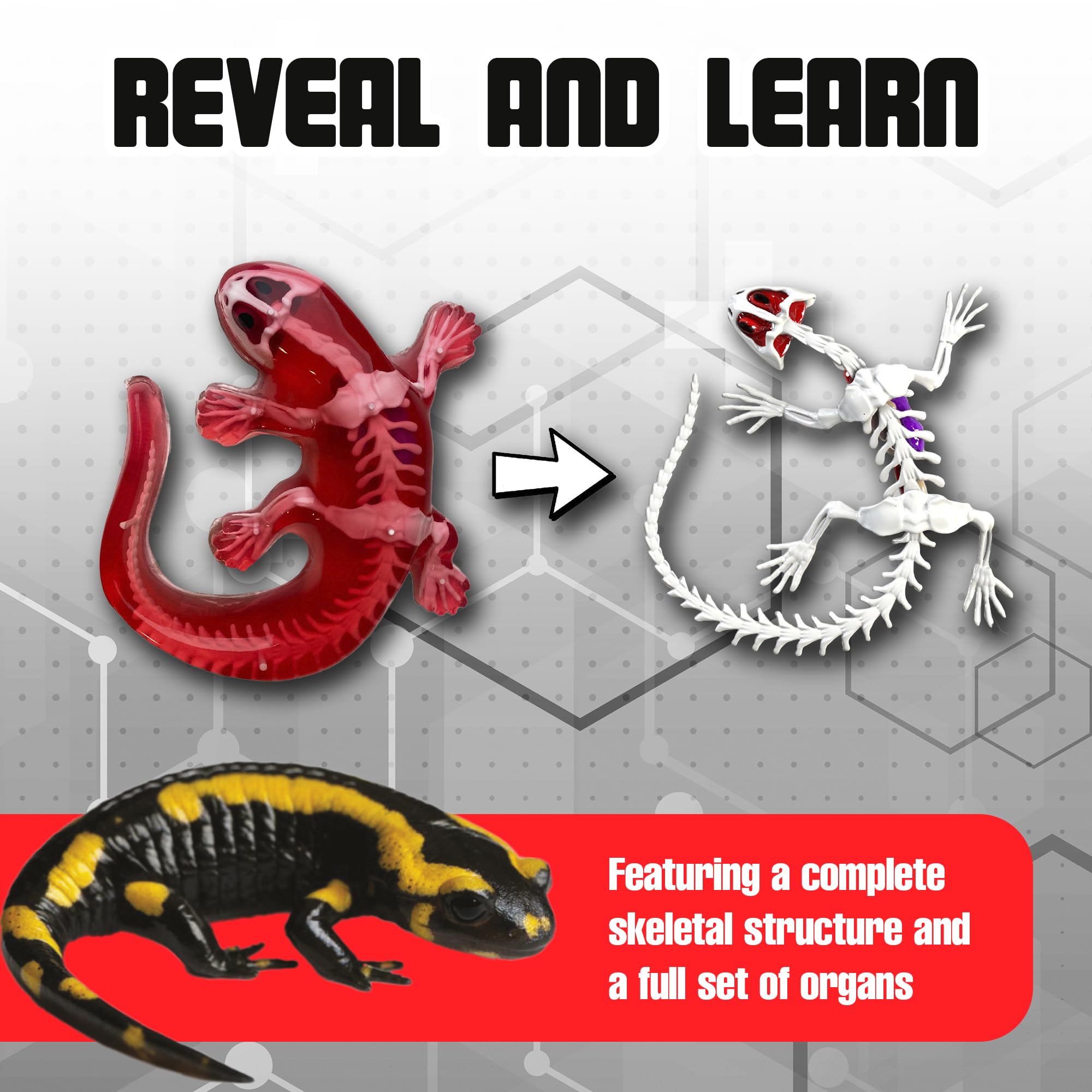 Dissect-It Salamander instruction pamphlet explaining anatomy for students