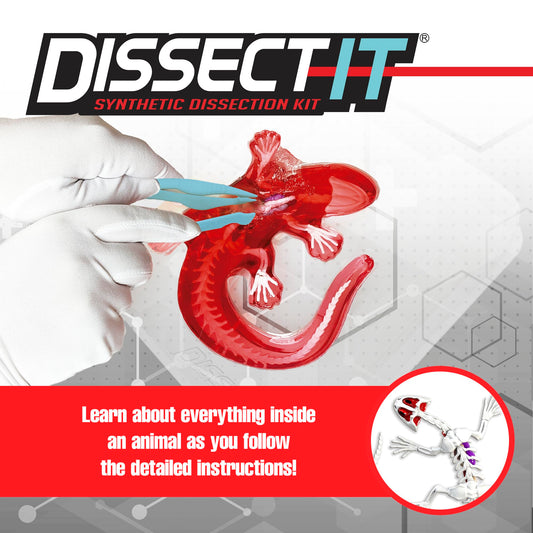 Dissect-It Salamander table and tools set for hands-on anatomy practice