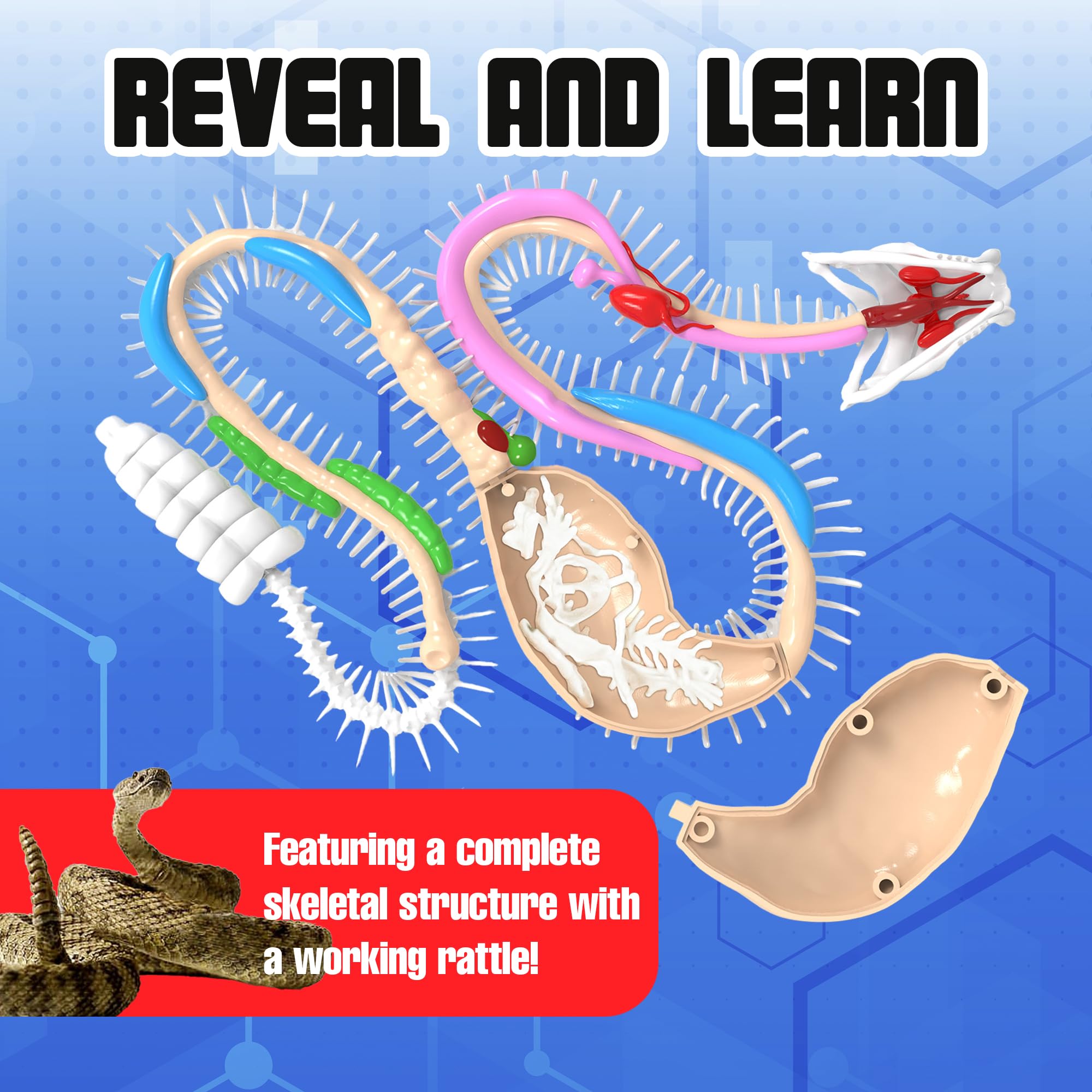 Dissect-It stomach reveal shows mystery skeleton inside for investigative learning.