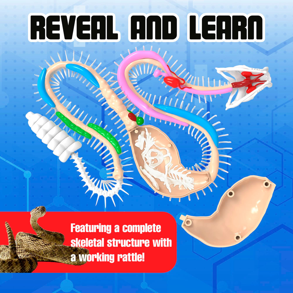 Dissect-It stomach reveal shows mystery skeleton inside for investigative learning.