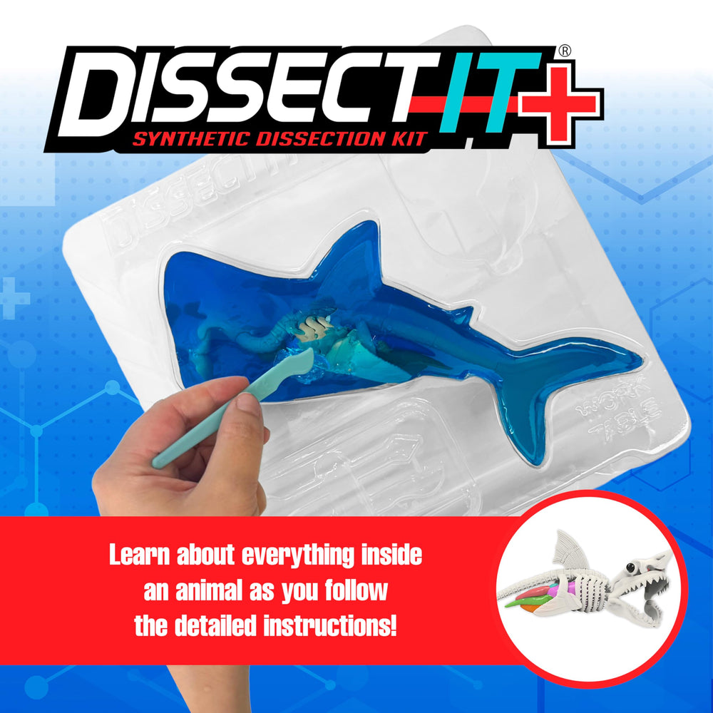 Dissect-It realistic gelatin shark skeleton with lifelike organs enables safe, mess-free learning