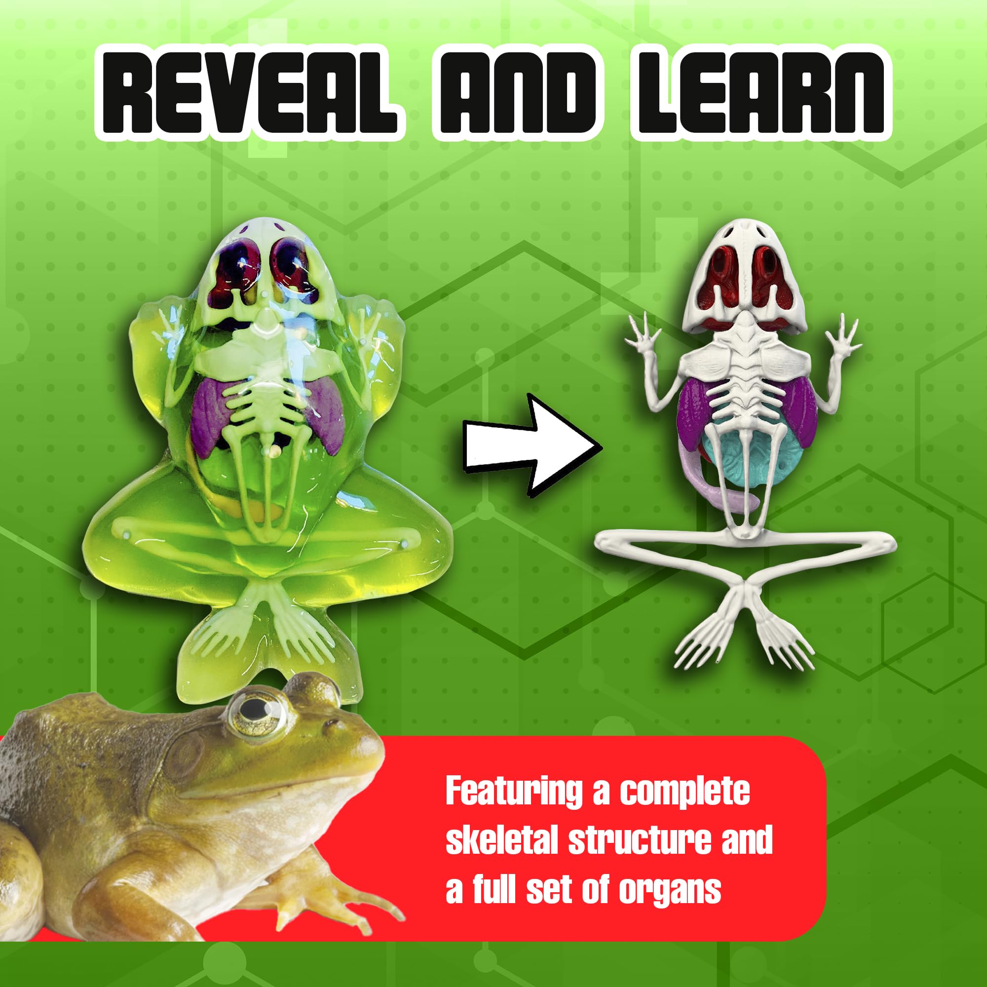 Dissect It synthetic gel packs reveal organs clearly during study.