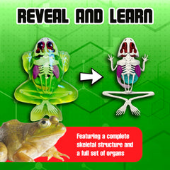 Dissect It synthetic gel packs reveal organs clearly during study.