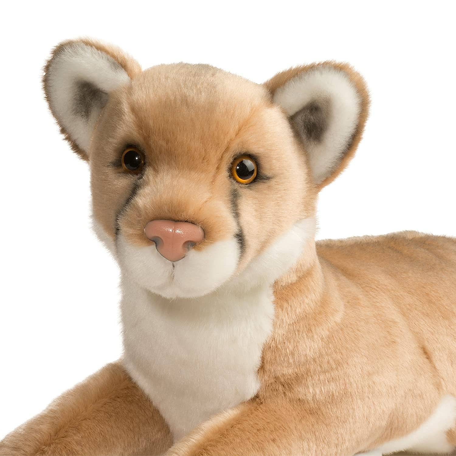 Close-up of Douglas Kelso Mountain Lion's face detail for friendly expression.