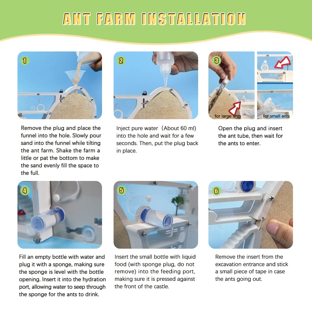 ELNMLHT ant farm egg-laying area shows colony organization