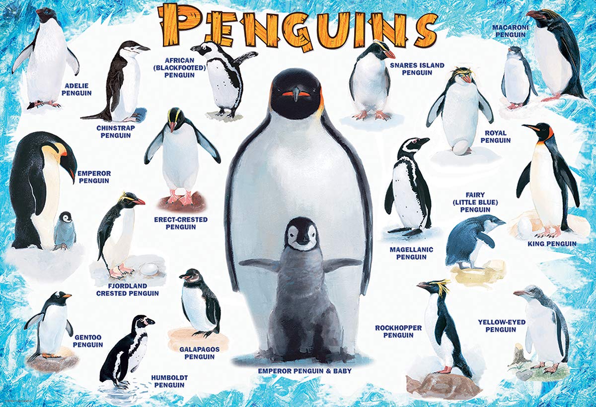 Finished EuroGraphics penguins puzzle showing over 15 penguin species.