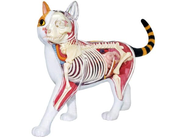 Famemaster 4D Vision Calico Cat Anatomy Model assembled reveals interior organs for study.