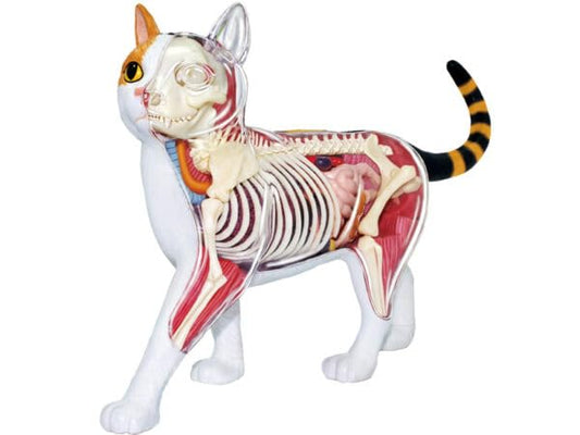 Famemaster 4D Vision Calico Cat Anatomy Model assembled reveals interior organs for study.