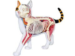 Famemaster 4D Vision Calico Cat Anatomy Model assembled reveals interior organs for study.