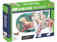 Famemaster 28-piece calico cat anatomy model with hand-painted details for desk study.