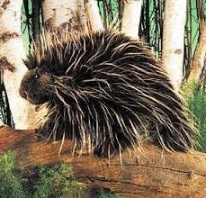 Folkmanis Porcupine Hand Puppet stage-ready for shows and lessons.