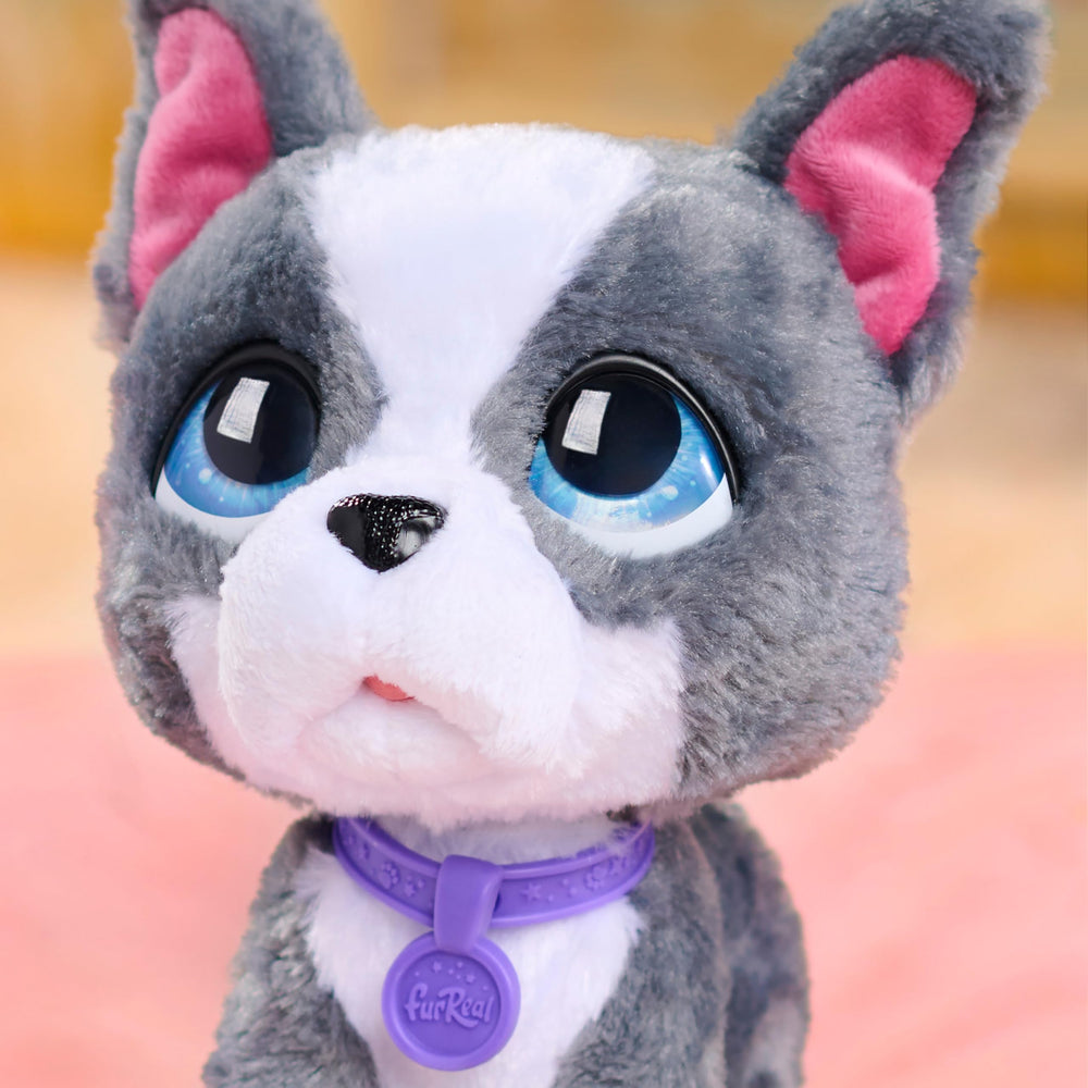 FurReal French Bulldog close-up on sparkly blue eyes and purple collar for charm