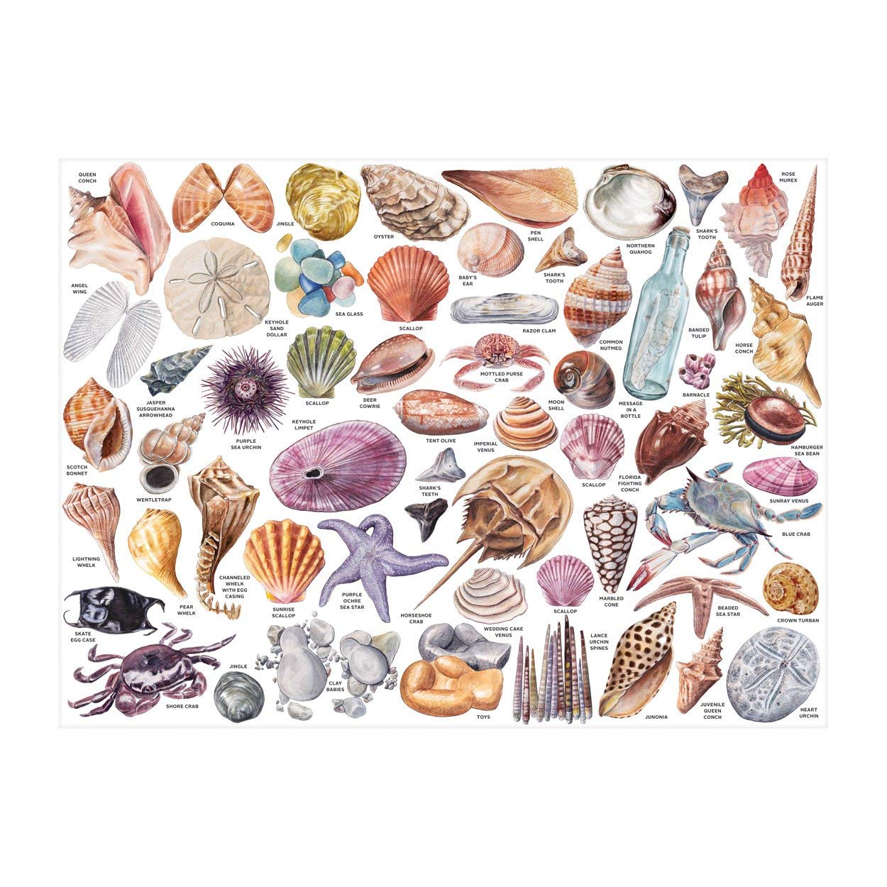 Galison Beachcomber's Companion artwork collage showcases shell-inspired imagery for art-inspired play.