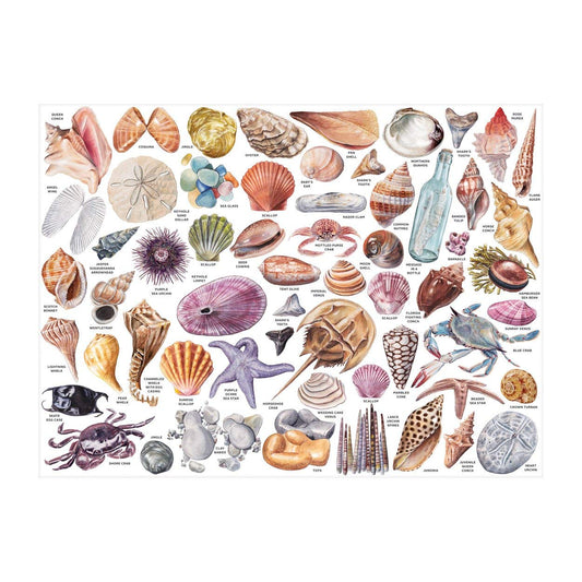 Galison Beachcomber's Companion artwork collage showcases shell-inspired imagery for art-inspired play.
