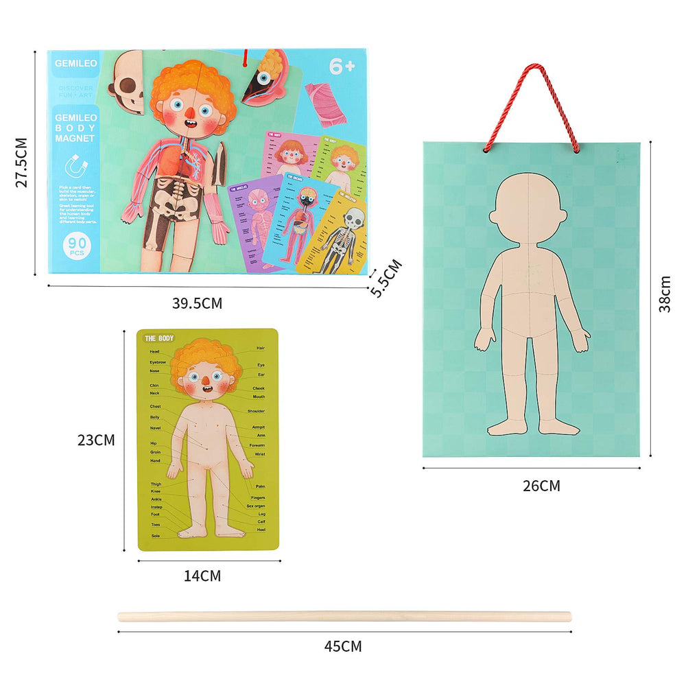 Gemileo human body puzzle board: wall-hanging display doubles as learning decor.