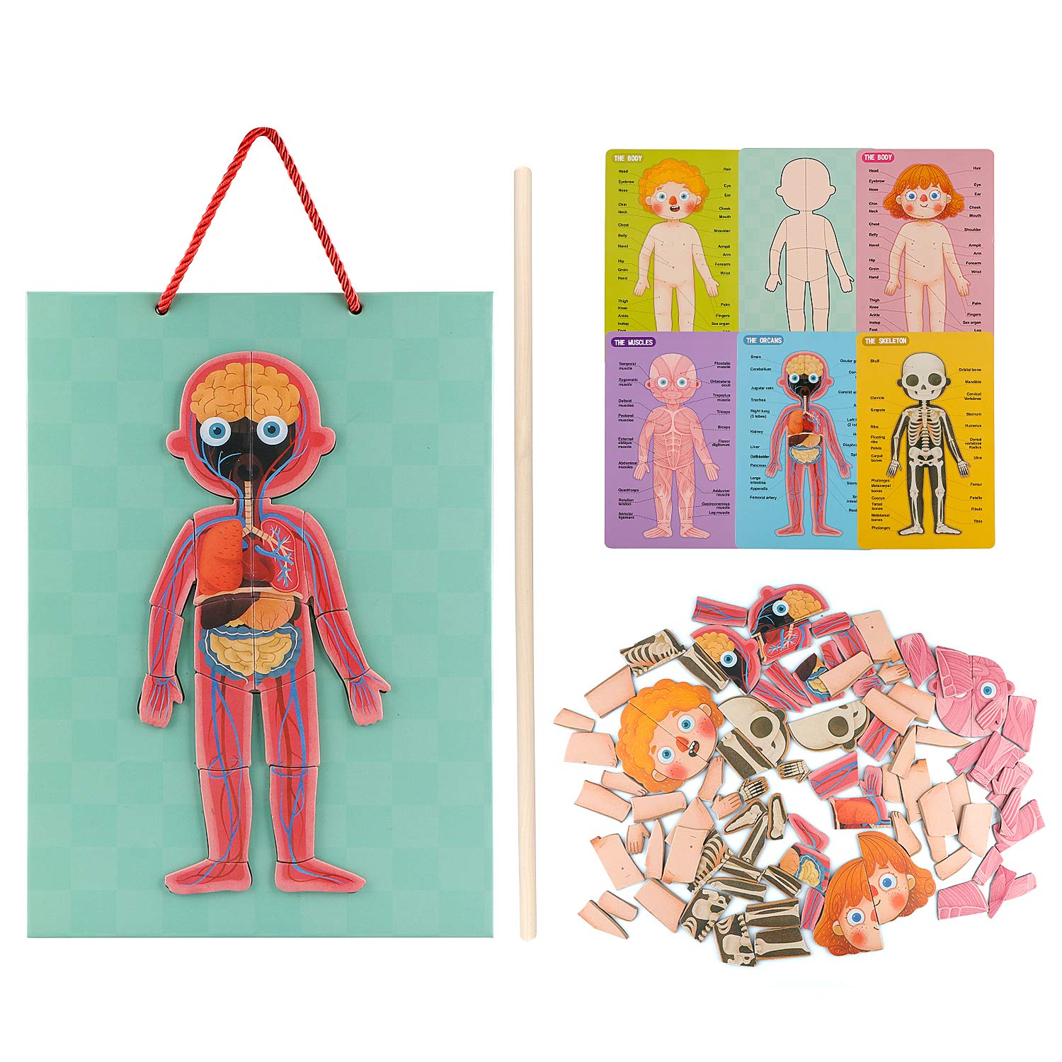 Gemileo human body puzzle bones: finger-strengthening, dexterous play for kids.