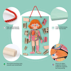 Gemileo human body puzzle muscles: understand how muscles connect to movement.