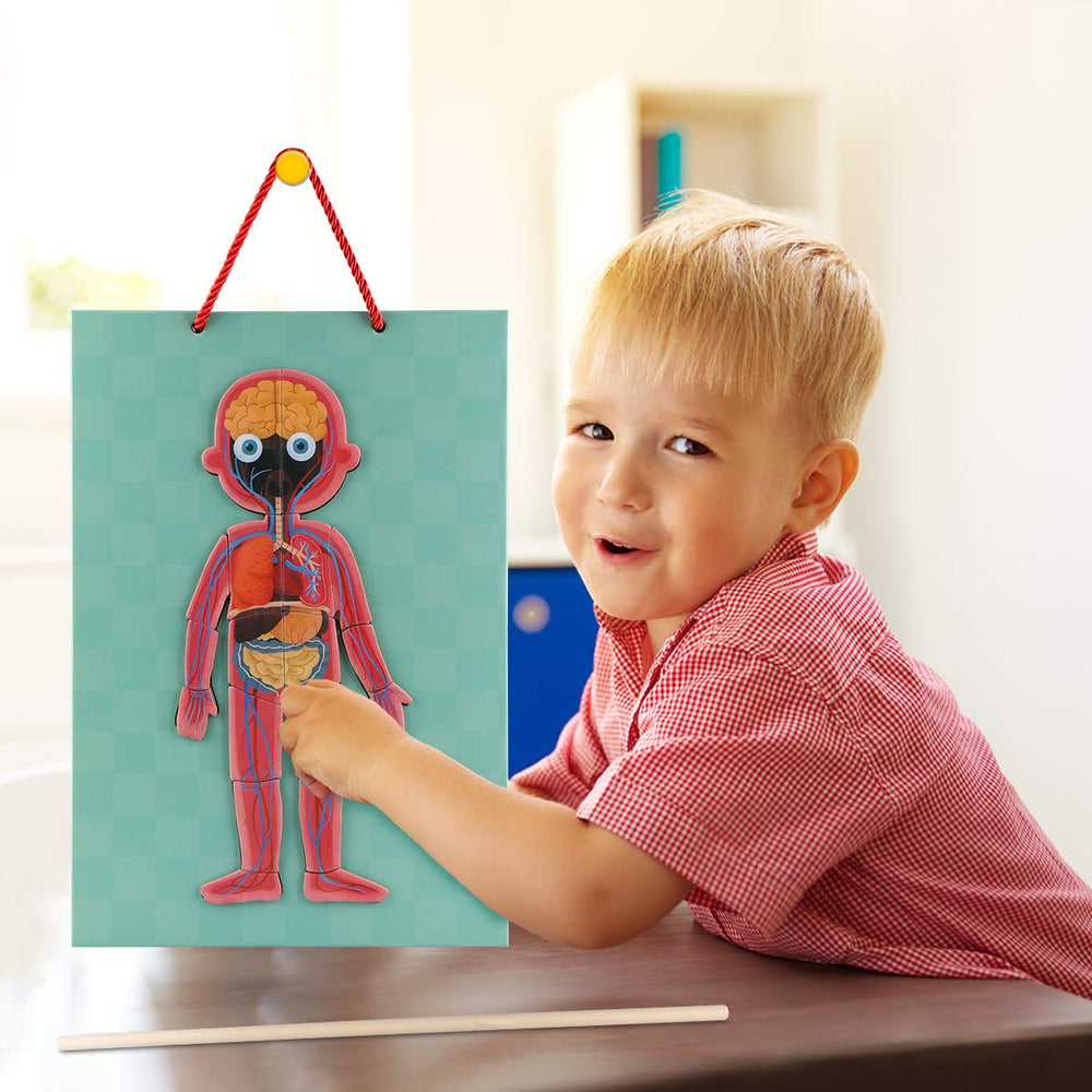 Gemileo human body puzzle organs: explore internal parts safely with magnetic parts.