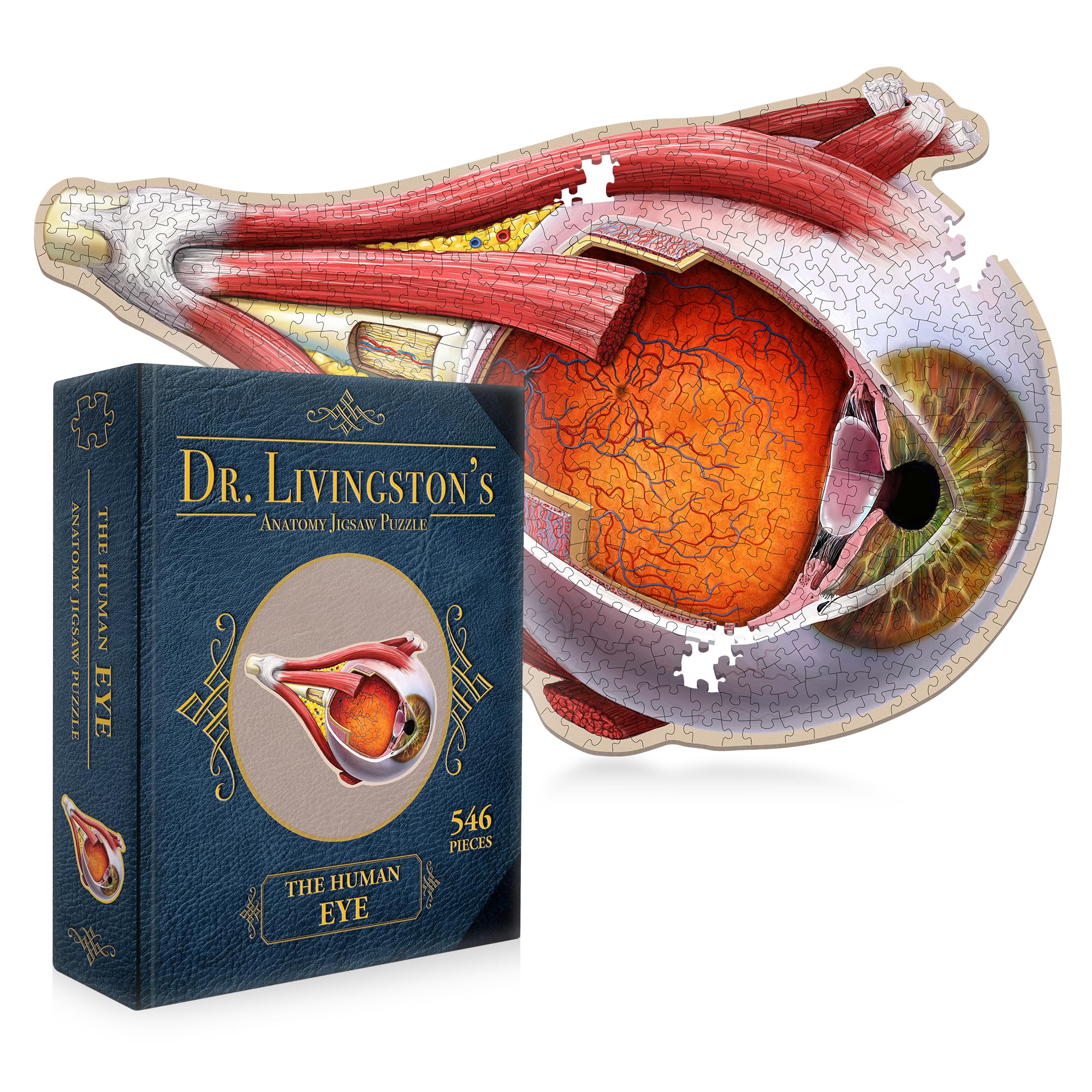 Genius Games Dr Livingston eye cornea puzzle shows the transparent front layer for anatomy study.