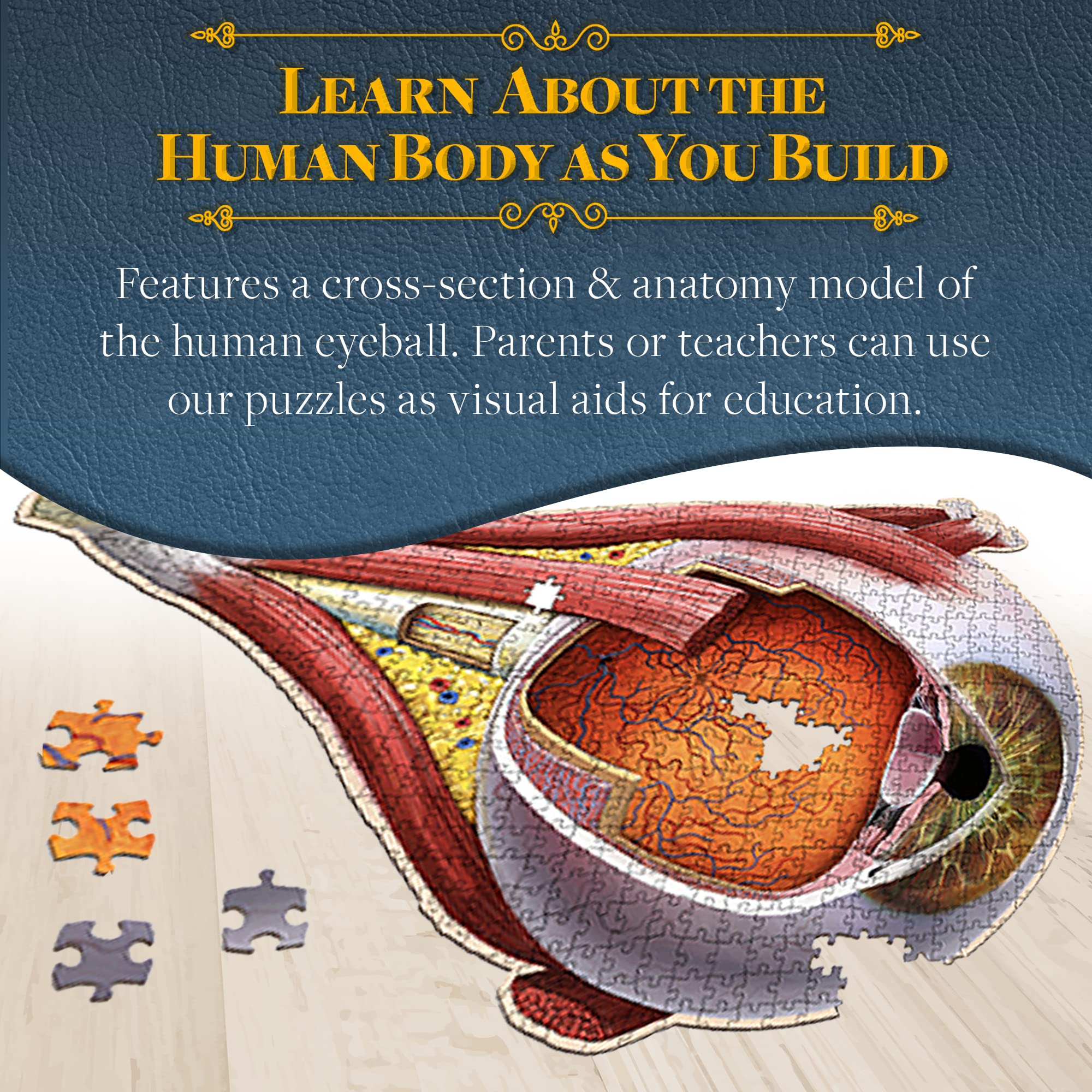 Genius Games Dr Livingston optic nerve puzzle connects eye to brain in medical training.