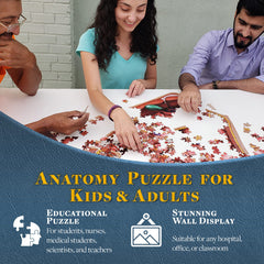 Genius Games Dr Livingston sclera puzzle shows the eye's protective outer shell for context.