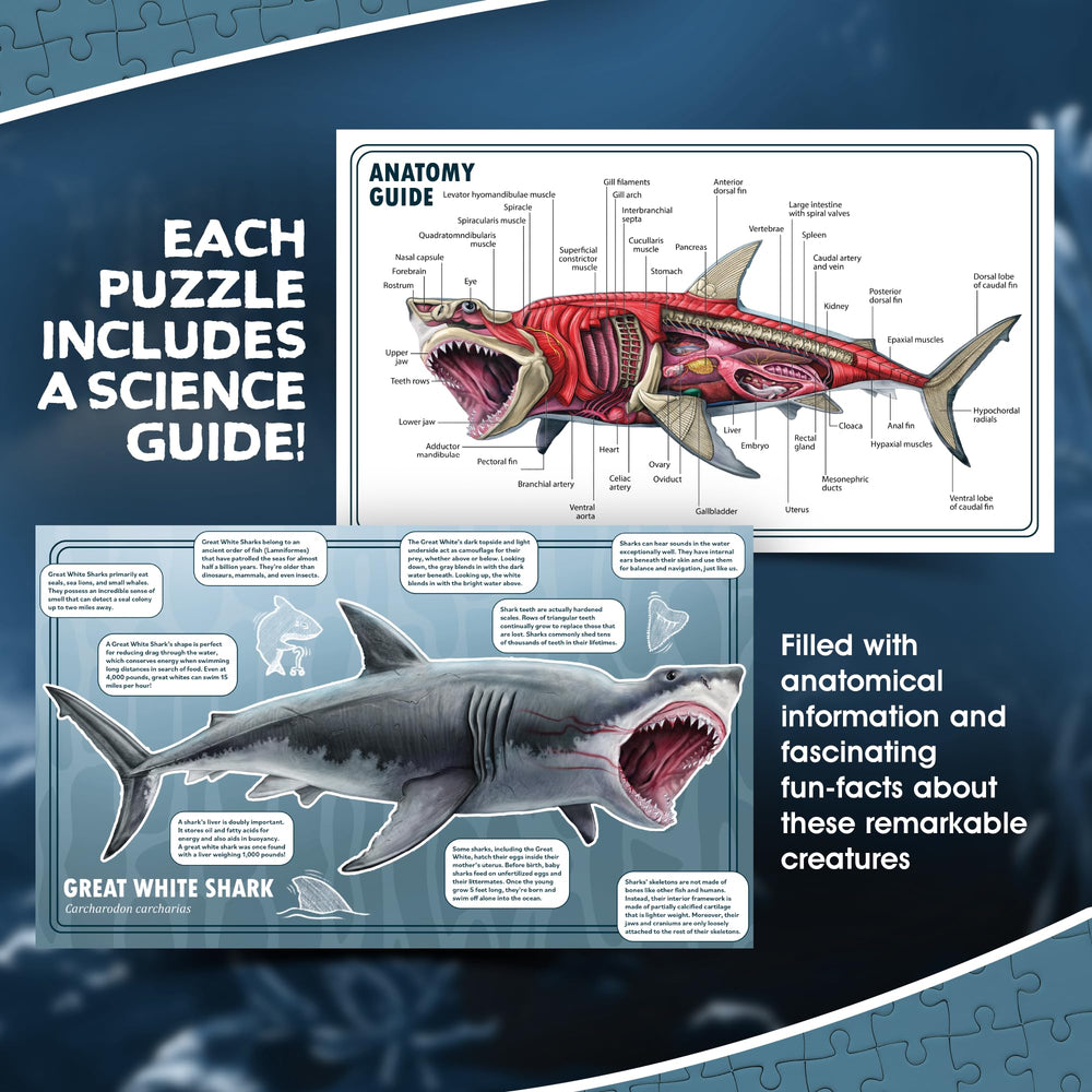Genius Games poster-sized anatomy guide included for in-depth exploration