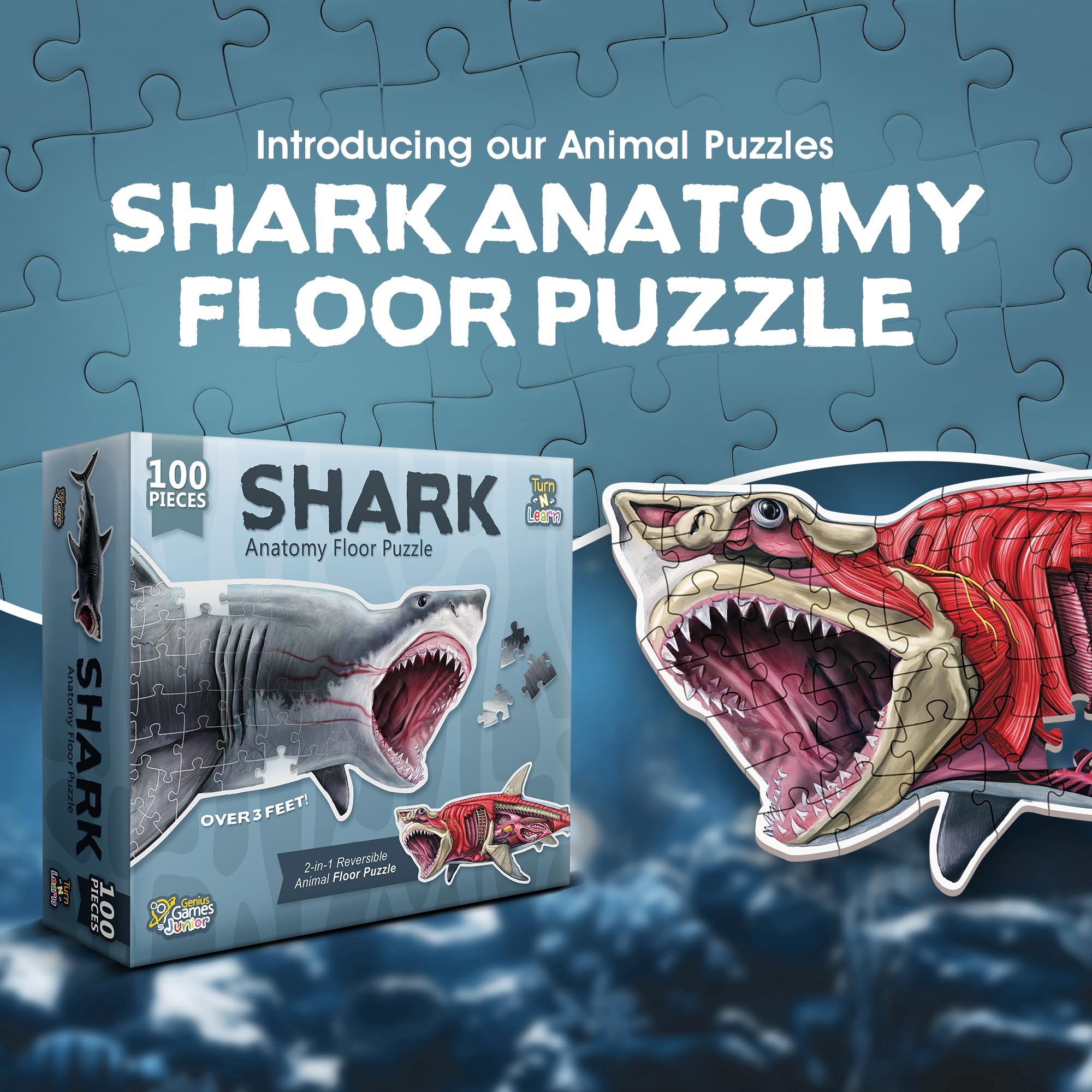 Genius Games shark anatomy floor puzzle illustration reinforces anatomical curiosity and spatial skills