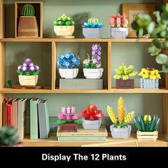 GEVINST succulents gift-ready packaging ideal for birthdays and housewarmings