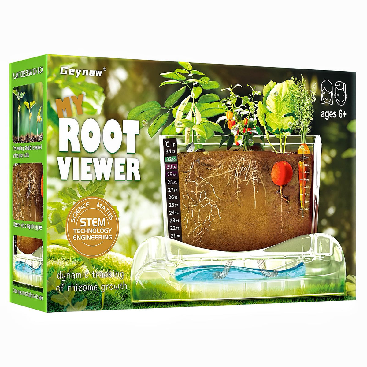 Geynaw Root Viewer Kit for Kids window view reveals root growth for science exploration.