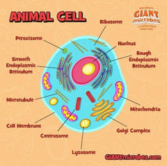 GIANT MICROBES Animal Cell Plush highlights mitochondria for classroom discussion